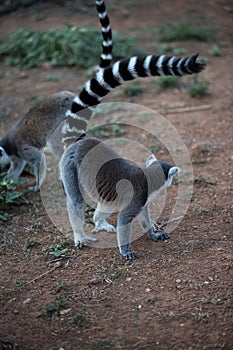 Madagascar lemur