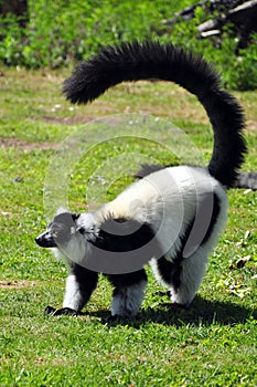 Madagascar lemur photo