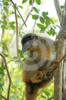 Madagascar Lemur