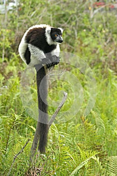 Madagascar Lemur