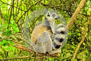 Madagascar Lemur in the forest
