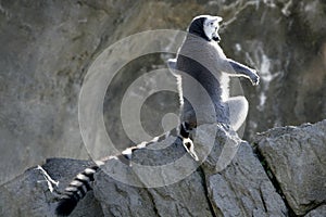 Madagascar Lemur getting sun bath photo