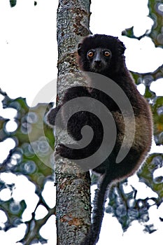 Madagascar Lemur Milne-Edwards Sifaka Species in Ramanofana National Park Protected Rainforest