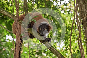 Madagascar lemur monkey portrait on a tree photo