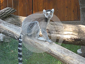 Madagascar, lemurs, Jungle, Zoo, Ring-tailed lemurs, Primates, Mammalian animals