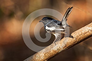 Madagascar Magpie-robin - Copsychus albospecularis