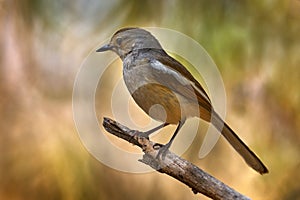 Madagascar magpie-robin, Copsychus albospecularis, bird sitting on the branch in the dry forest, Kirindy Forest in Madagascar.