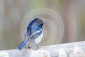 Madagascar Magpie-Robin, Copsychus albospecularis male