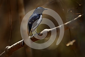 Madagascar magpie-robin, Copsychus albospecularis, white black bird sitting on the brach in the nature habitat, Kirindy forest NP