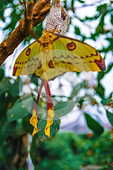 madagascar moon moth argema mittrei butterfly