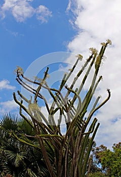 Madagascar Ocotillo, Alluaudia procera, Cactus photo