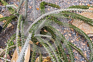 Madagascar ocotillo Alluaudia procera - Florida, USA photo