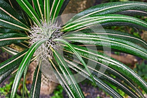 Madagascar Palm, Club Foot, Pachypodium Lamerei