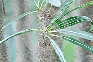 Madagascar Palm, pachypodium or Pachypodium Madagascar Palm or pachypodium lamerei or Pachypodium Sofiense