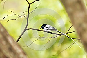 Madagascar Paradise-flycatcher