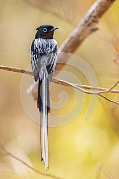 Madagascar Paradise-flycatcher - Terpsiphone mutata