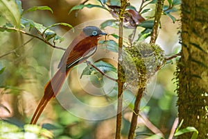 Madagascar Paradise-flycatcher - Terpsiphone mutata