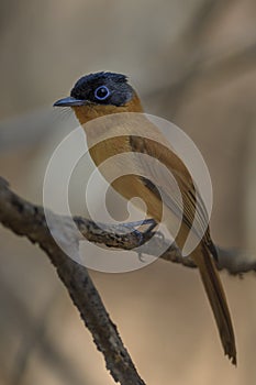 Madagascar Paradise-flycatcher - Terpsiphone mutata, Madagascar