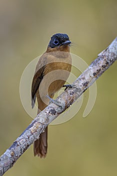 Madagascar Paradise-flycatcher - Terpsiphone mutata, Madagascar