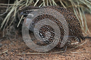 Madagascar partridge photo