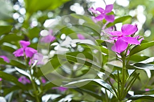 Madagascar periwinkle