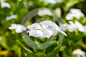 Madagascar periwinkle