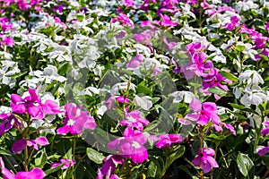 Madagascar periwinkle