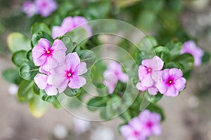 Madagascar periwinkle