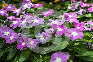 Madagascar Periwinkle
