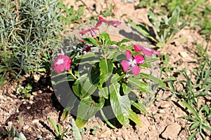 Madagascar periwinkle or Catharanthus roseus plant with multiple dark red flowers and white center surrounded with other garden