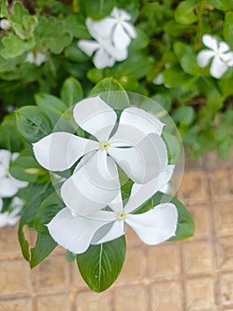 Madagascar Periwinkle flower in the garden