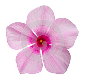 Madagascar periwinkle