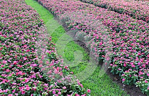Madagascar periwinkle flowers field