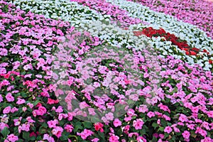 Madagascar periwinkle flowers