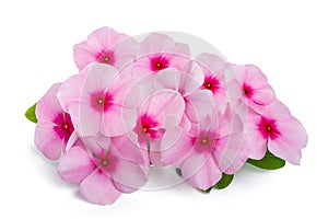 Madagascar periwinkle