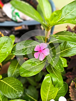 Madagascar Periwinkle Majesty: Blooms of Beauty