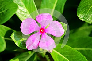 Madagascar Periwinkle Plants flower