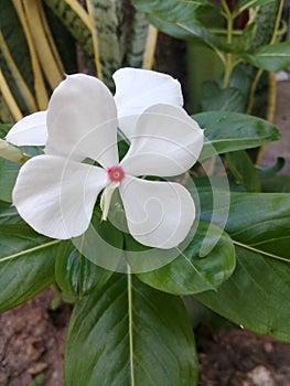 Madagascar periwinkle, rose periwinkle, or rosy periwinkle