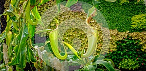 Madagascar pitcher plant Nepenthes madagascariensis, a carnivorous plant that produces impressive pitchers