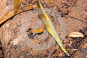 Madagascar poison frog Mantella ebenaui hoping on the ground, Madagascar