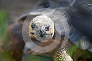 Madagascar Radiated Tortoise Head