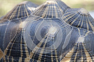 Madagascar Radiated Tortoise Shell