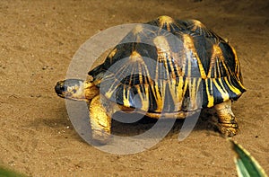 Madagascar Radiated Turtoise, geochelone radiata