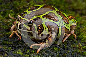 Madagascar rain frog