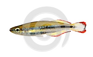 Madagascar rainbowfish Bedotia madagascariensis Madagascan Aquarium Fish