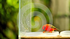 Madagascar red fody bird in aviary, Florida