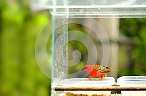 Madagascar red fody bird in aviary