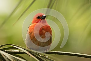 Madagascar red fody bird