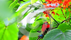 Madagascar red fody bird eating butterfly