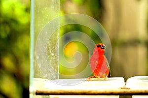 Madagascar red fody bird, Florida